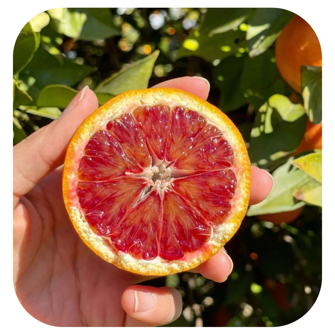 Arance Tarocco Rosse di Sicilia I.G.P. - immagine 2