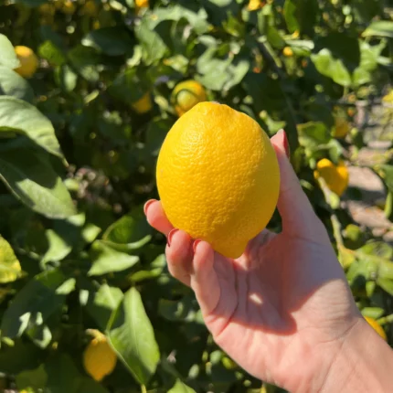 Limoni di Siracusa IGP
