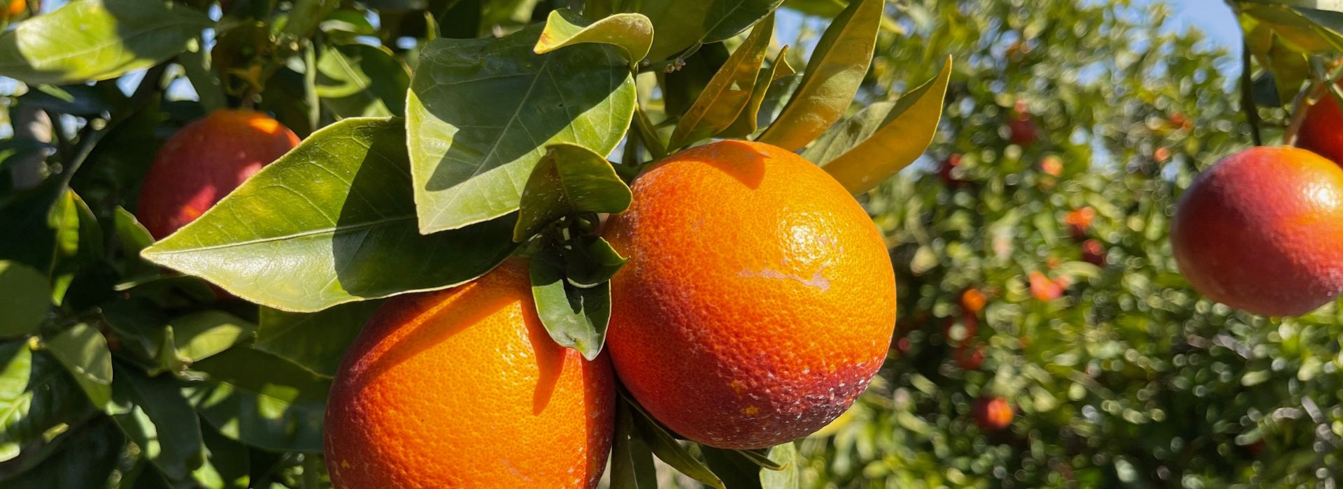 agrumi di sicilia