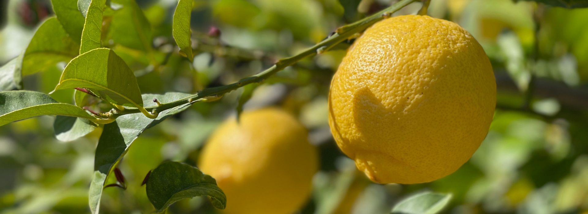 Limoni: il frutto acido dalle molte virtù per la salute 1 limoni acqua e limoni