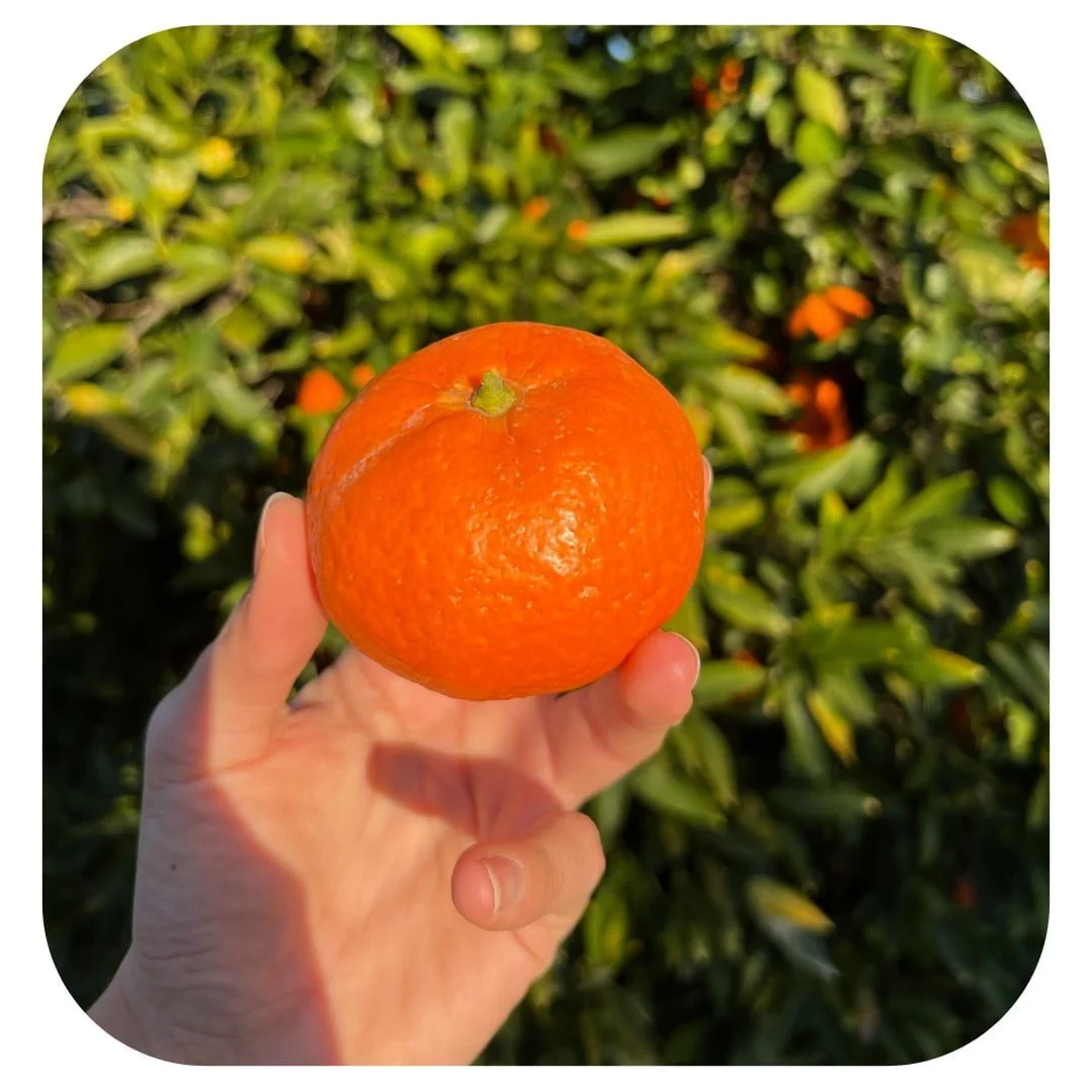 Mandarino Mandalate Sicilia - immagine 3