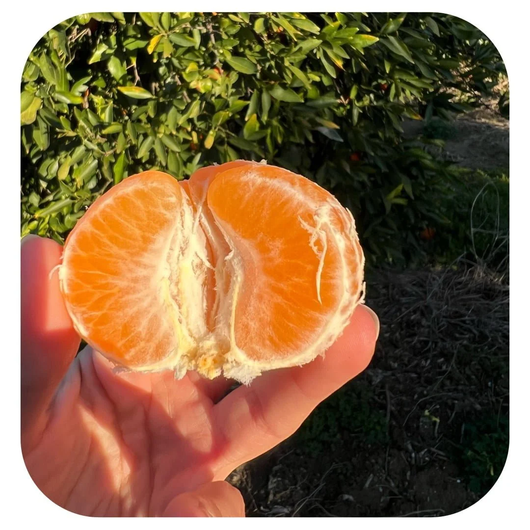 Mandarino Mandalate Sicilia - immagine 2