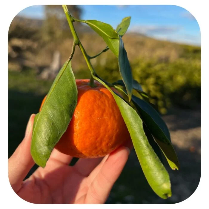 clementina mandarino mandalate