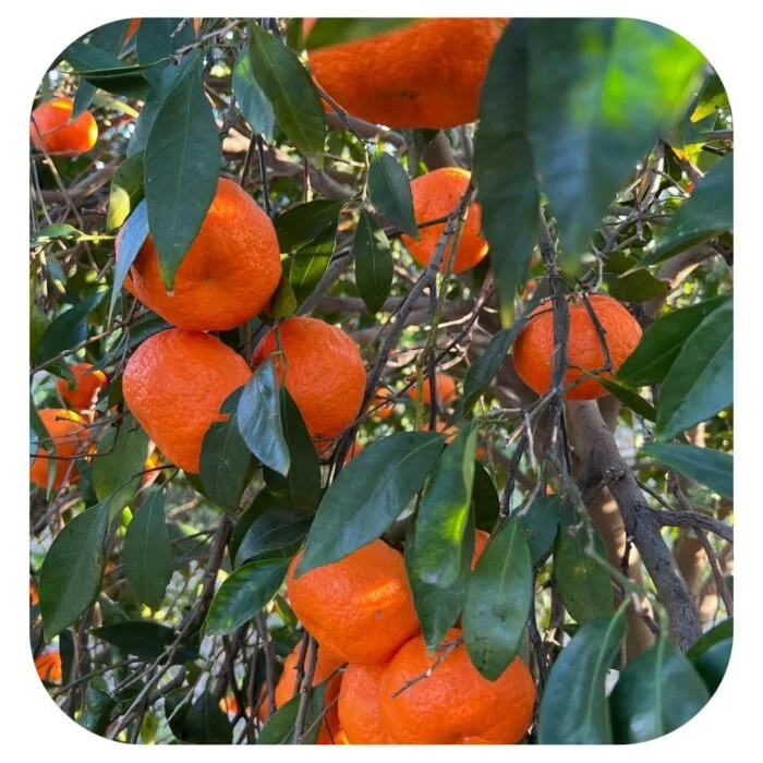mandarini mandalate albero