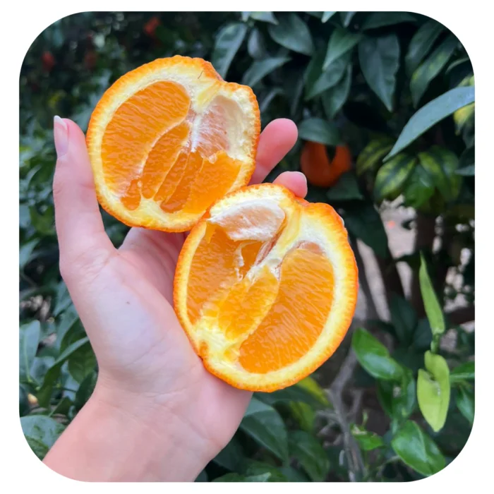 arancia bionda vaniglia