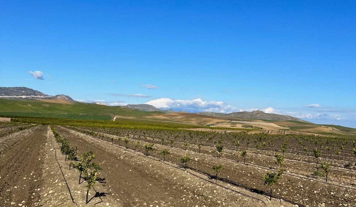 Agrumeto in Sicilia: informazioni e curiosità 1 agrumeto