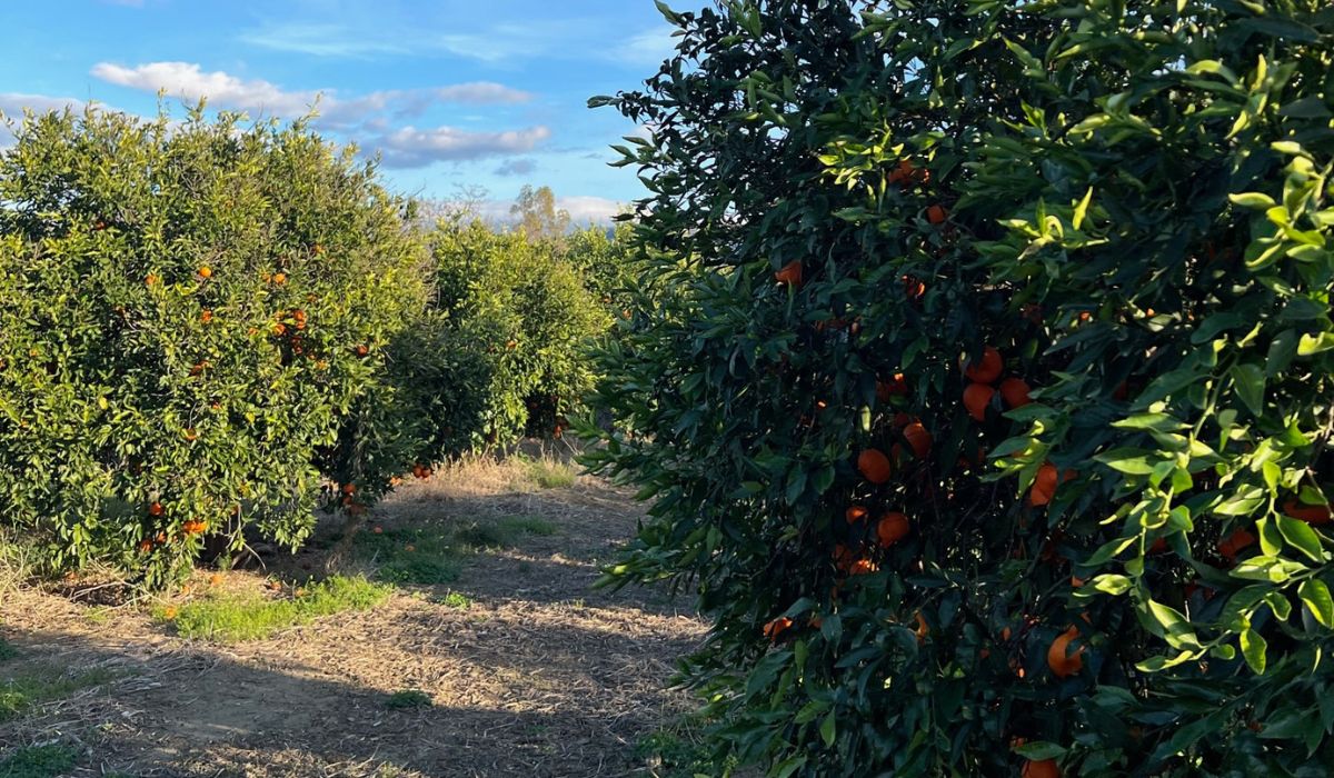 Agricoltura sostenibile: 10 cose da fare subito! 1 agricoltura sostenibile