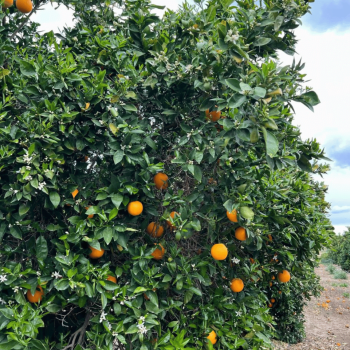 5 2 - I fiori dell'etna