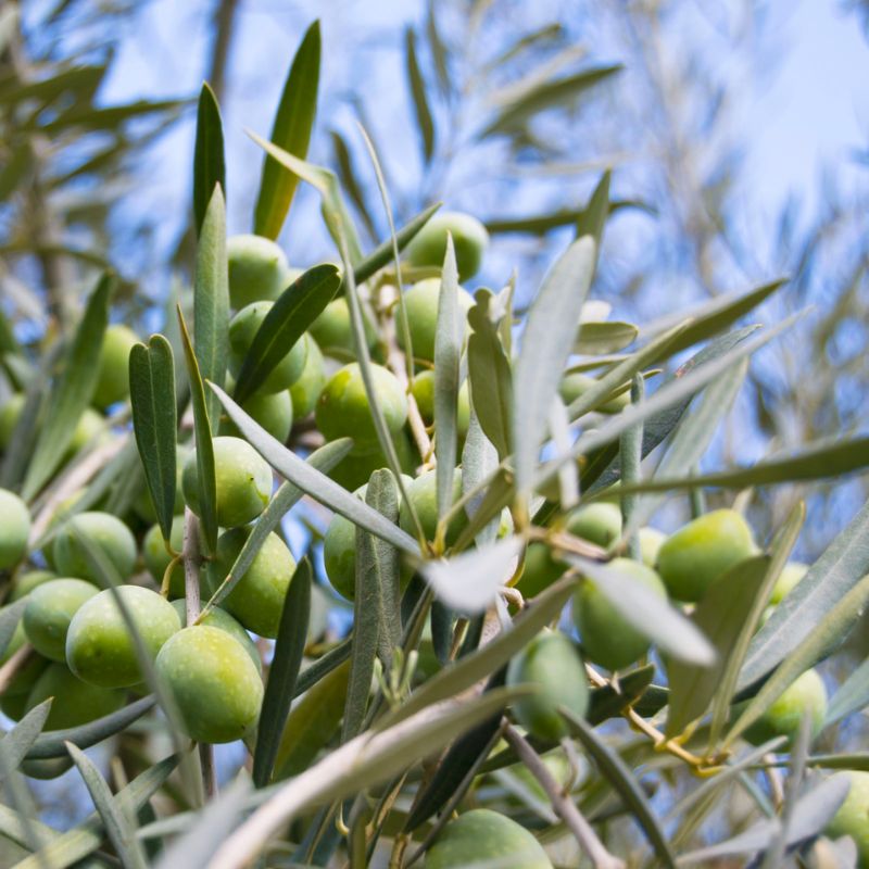 Nocellara Etna: la cultivar per un olio superiore 3 Progetto senza titolo 17 - I fiori dell'etna