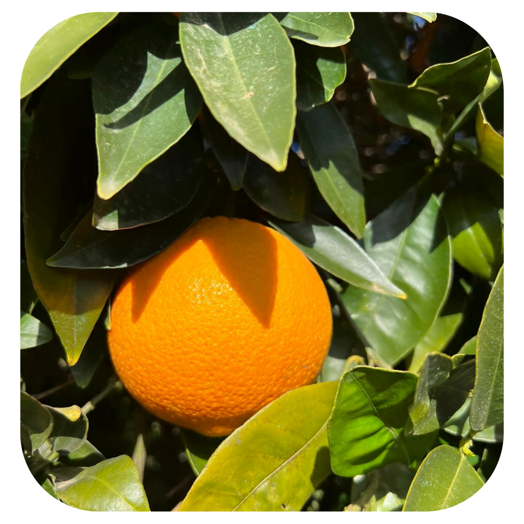 orange tree lane late Arance Lane Late Navel da Spremere - immagine 1