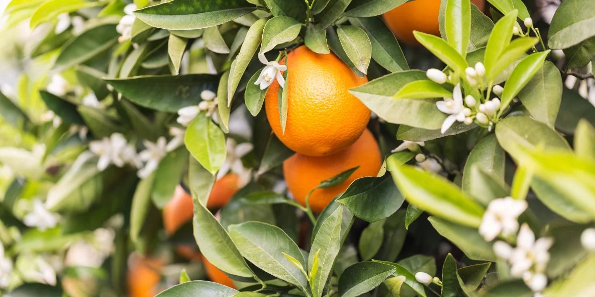 Miele di Zagara: miele siciliano per eccellenza 1 miele di zagara