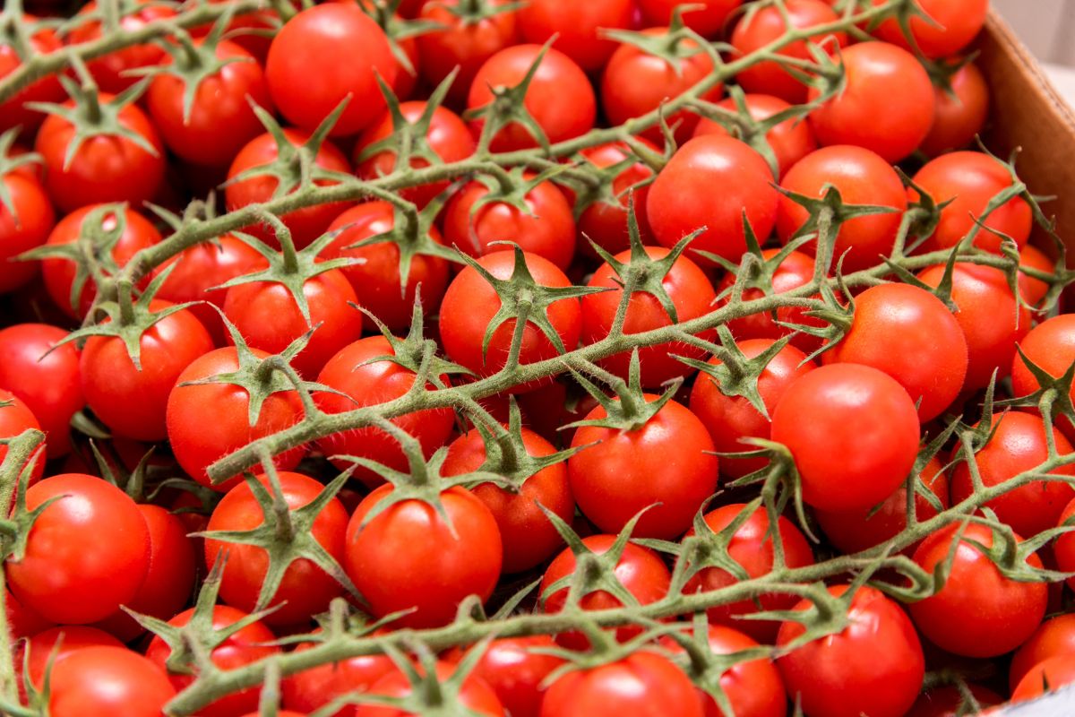 pomodoro di pachino