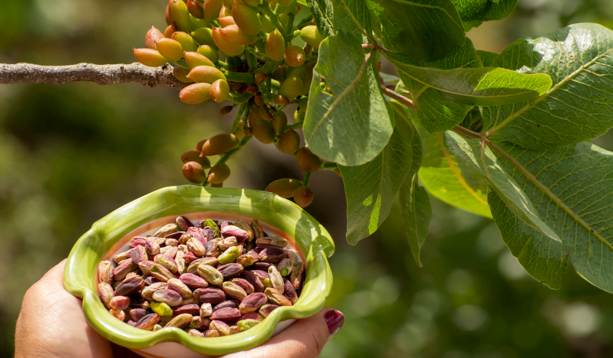 Il Potere Antiossidante del Pistacchio di Bronte: Un Tesoro Siciliano per la Tua Salute Estiva 3 3 - I fiori dell'etna