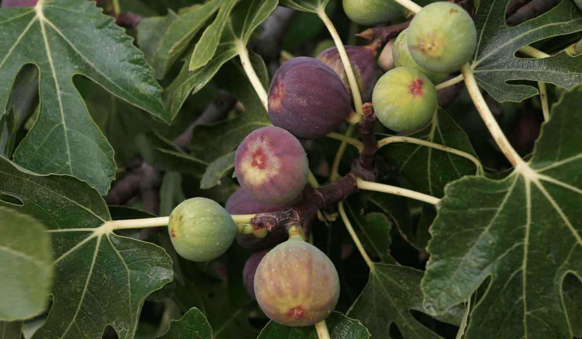 La Migliore Marmellata di Fichi: Come Prepararla a Casa Tua 2 marmellata di fichi
