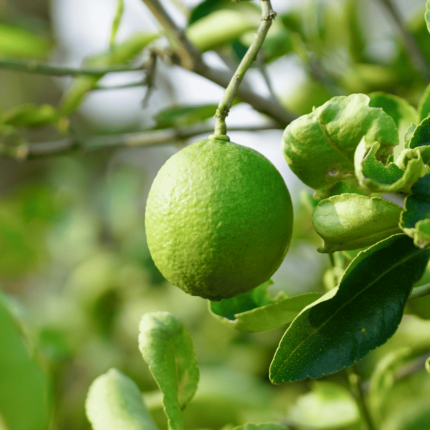 limone verdello