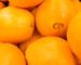 arance navel