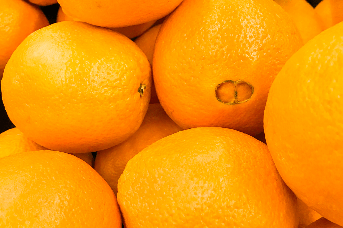 arance navel