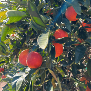 Perché le arance tarocco sono rosse? 4 maturazione arance tarocco