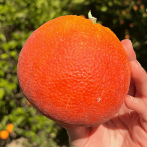 Perché le arance tarocco sono rosse? 3 Antocianine arance tarocco