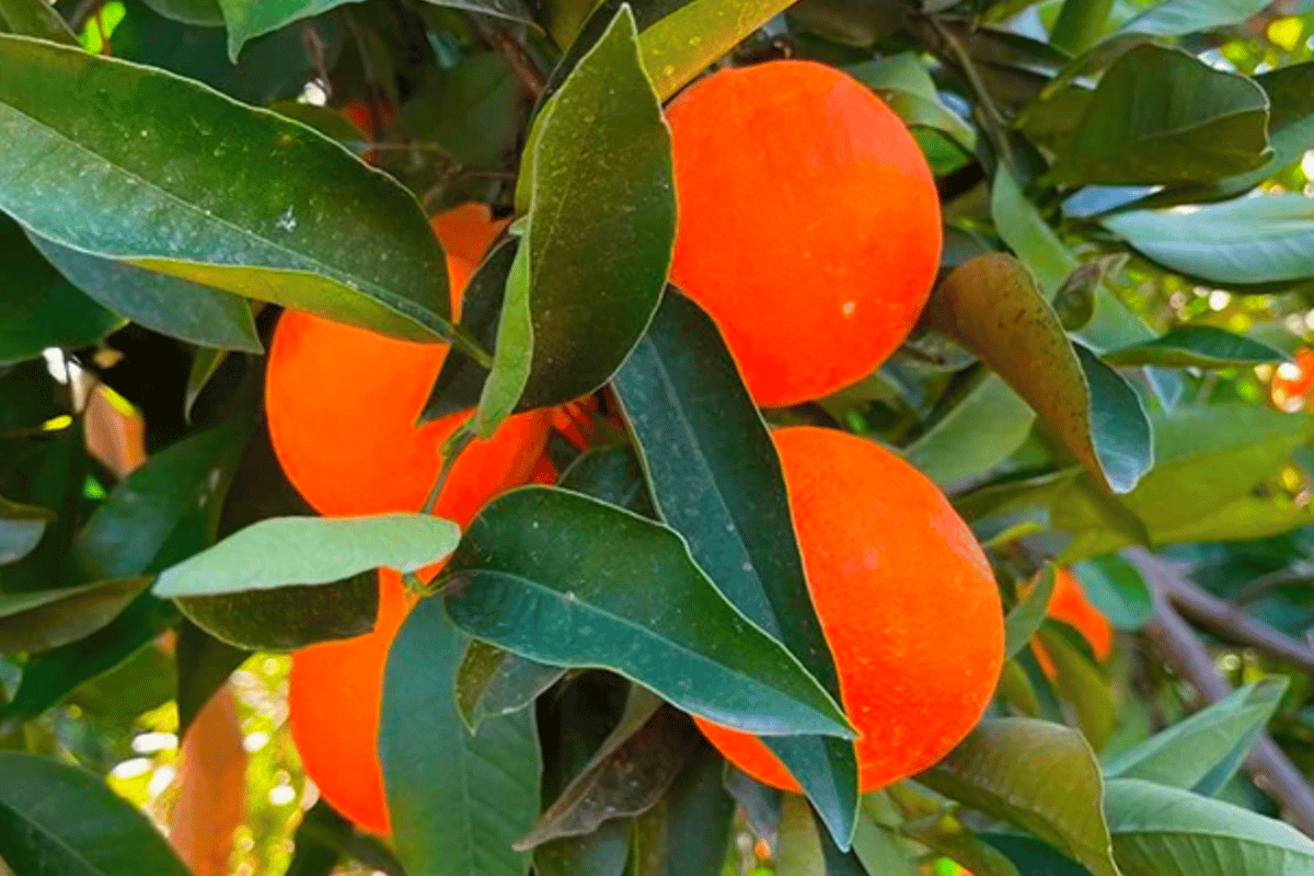 tacle mandarancio
