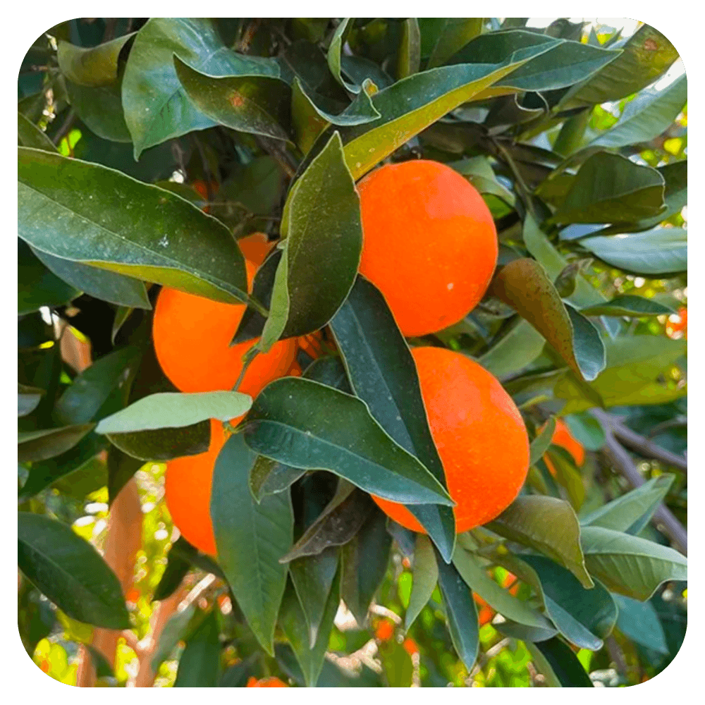 Progetto senza titolo Mandarancio Tacle - immagine 1