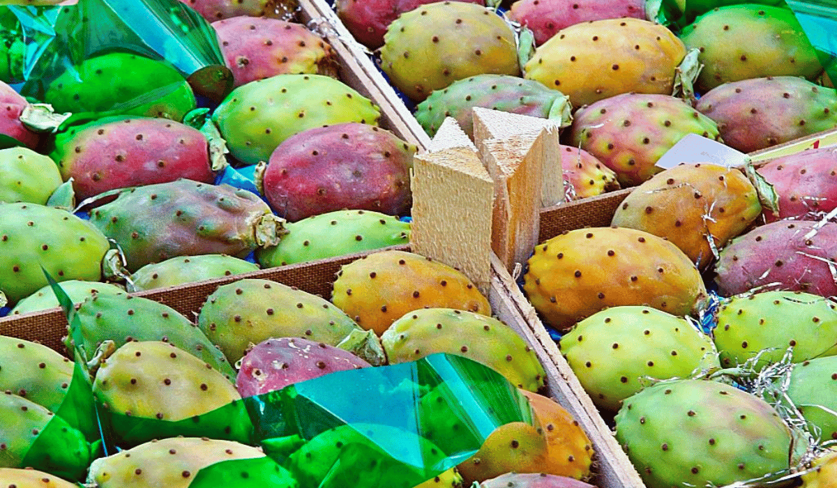 fico d'india dell'etna dop