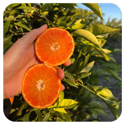 Mandarancio Mandared