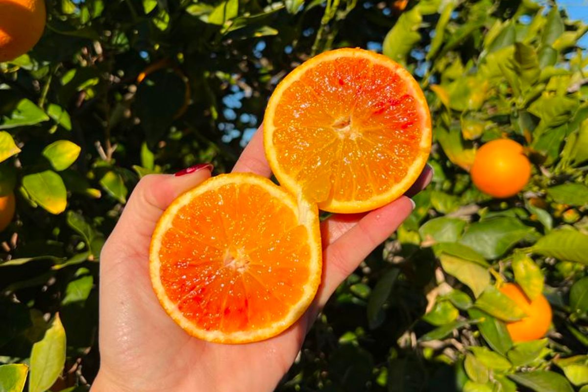 Arance rosse per la ciambella all'arancia