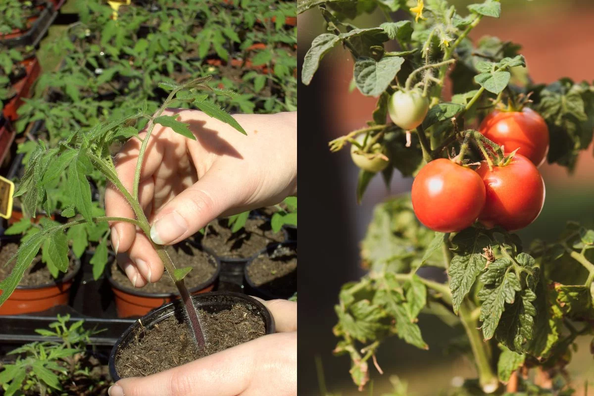 concimazione naturale pomodoro