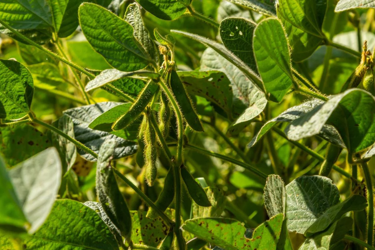 piante leguminose utili per una concimazione verde