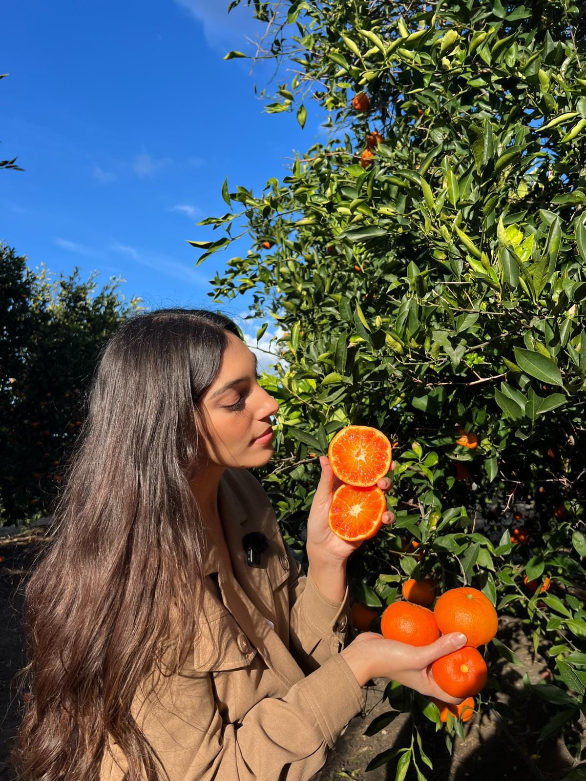Agrumi di Sicilia 2 WhatsApp Image 2026 01 06 at 18.18.13 - I fiori dell'etna