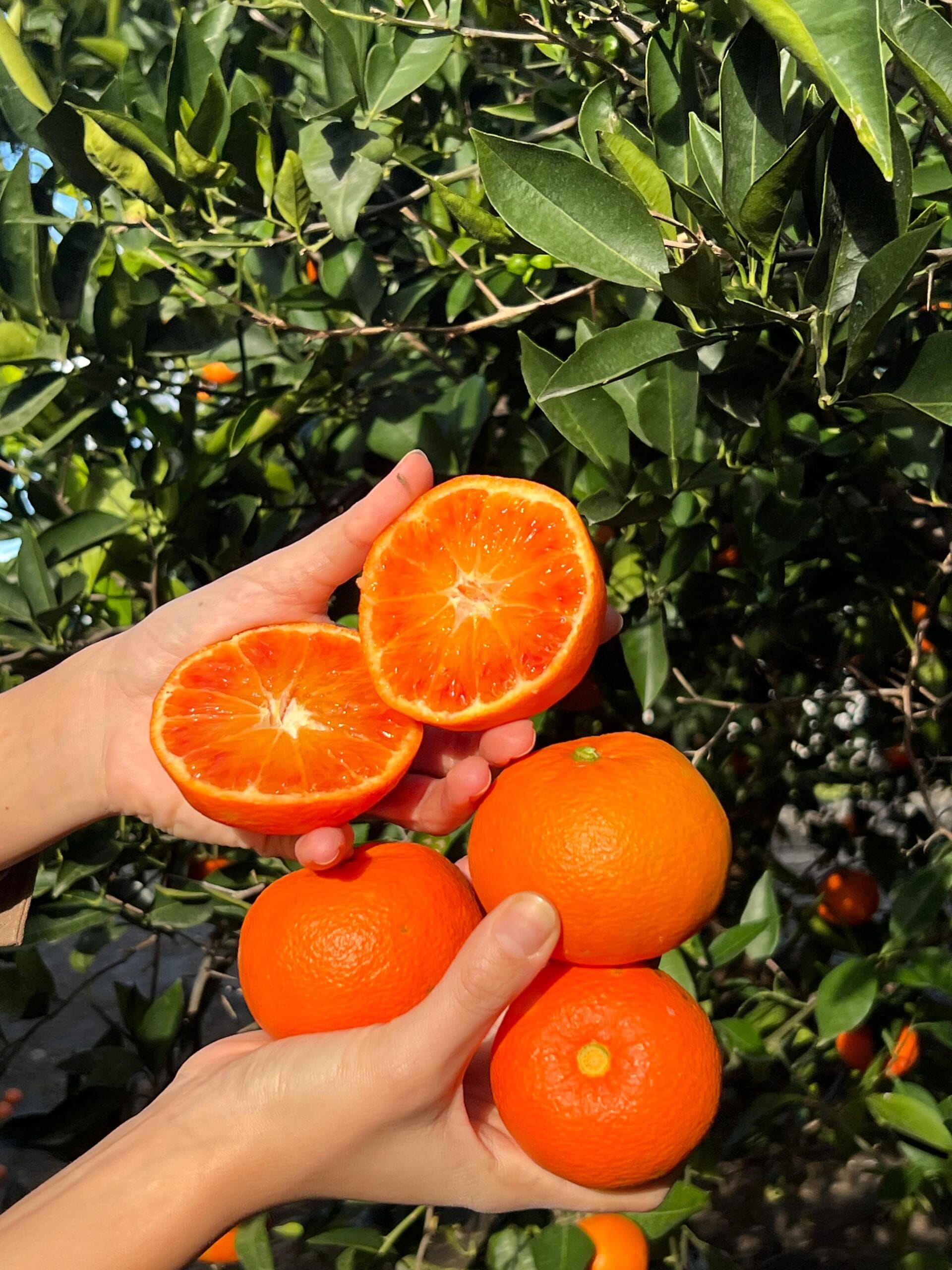 Agrumi di Sicilia 1 WhatsApp Image 2026 01 06 at 18.18.14 scaled - I fiori dell'etna